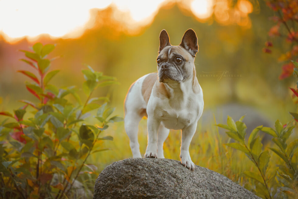 Französische Bulldogge im Herbstlaub und Licht