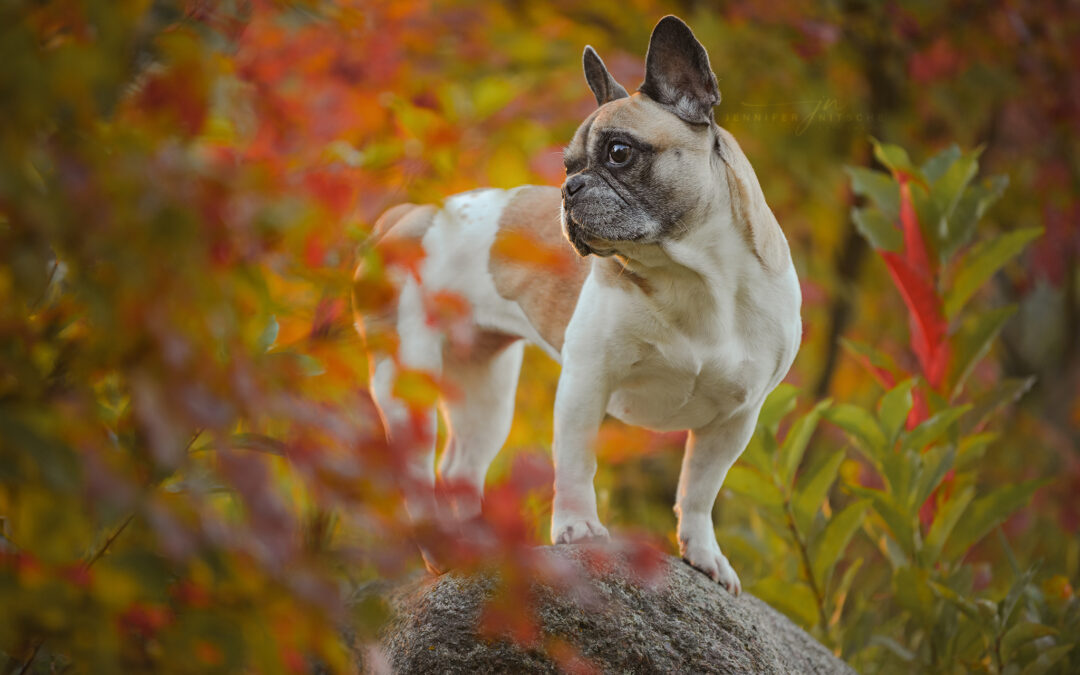 Französische Bulldogge im Herbstlaub und Licht
