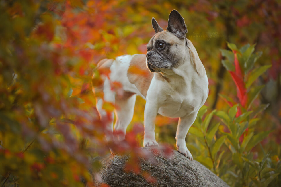 Französische Bulldogge im Herbstlaub und Licht