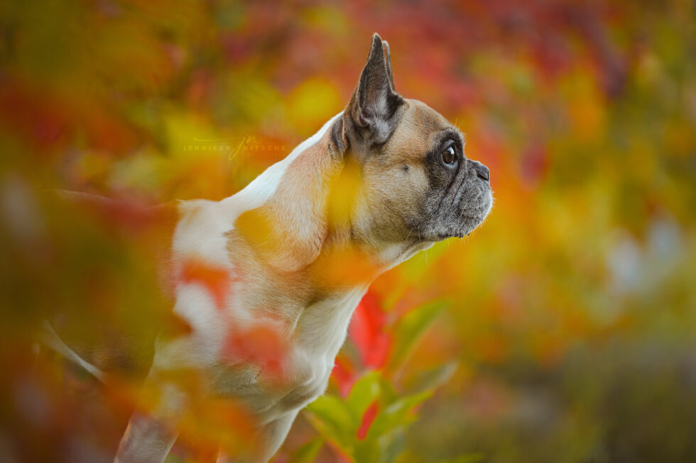 Französische Bulldogge im Herbstlaub und Licht