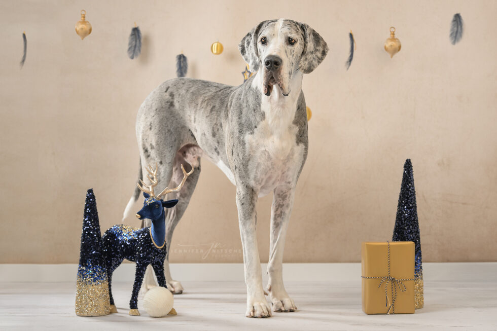Weihnachtsset im Studio mit Deutsche Bulldogge