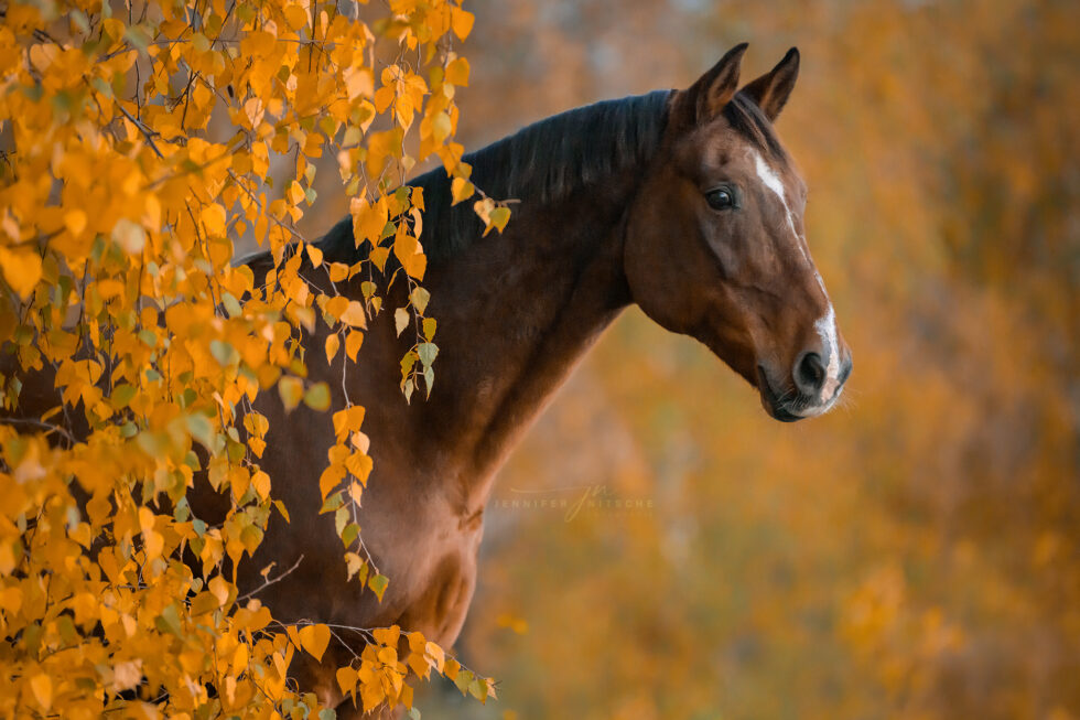 Silvester im Herbstlaub