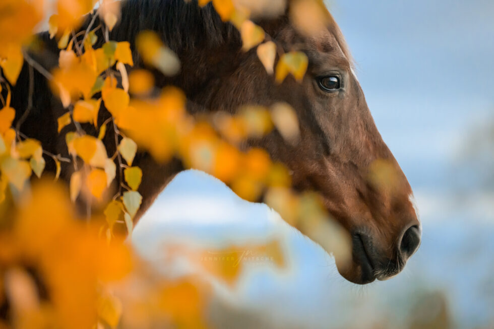 Silvester im Herbstlaub