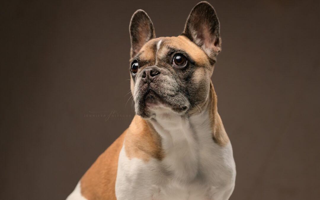 Französische Bulldogge im Fotostudio