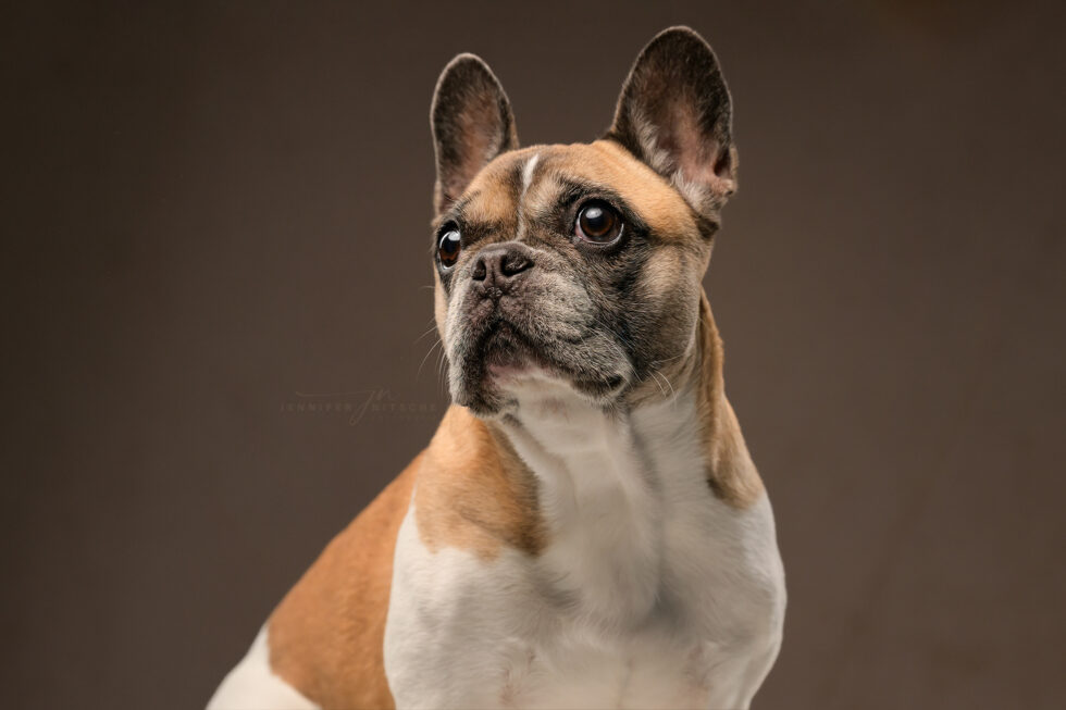 Französische Bulldogge im Fotostudio