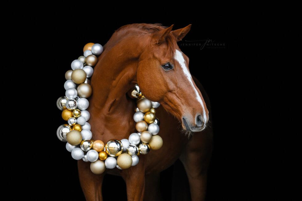 Weihnachtskranzfotoshooting mit Pferd