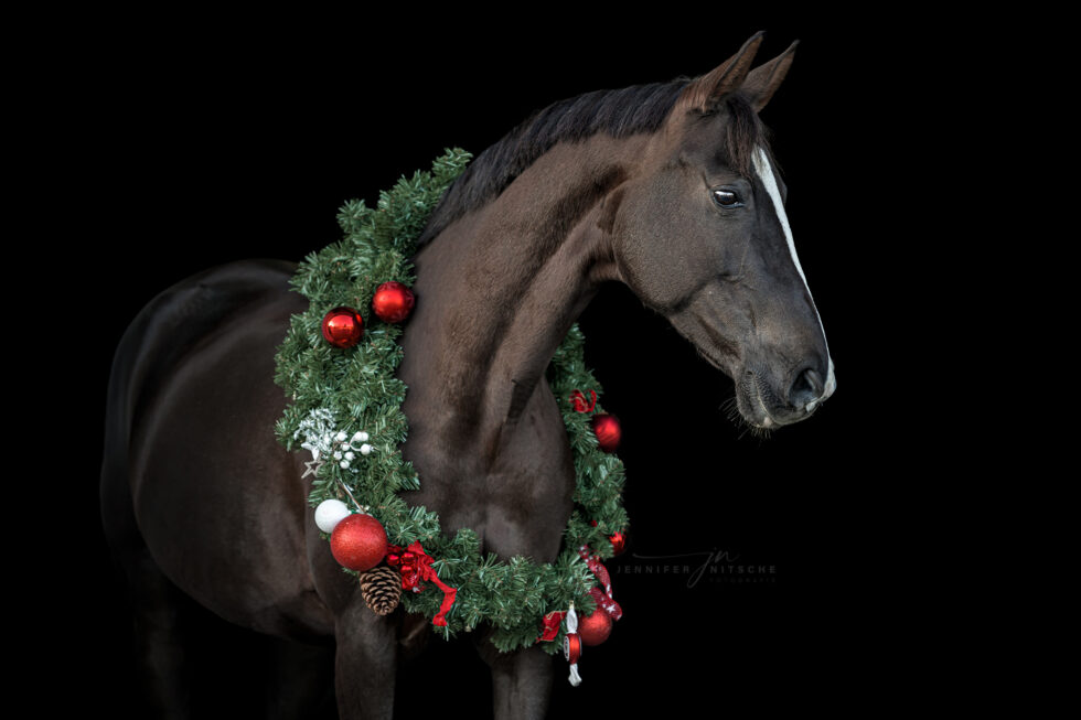 Weihnachtskranzfotoshooting mit Pferd