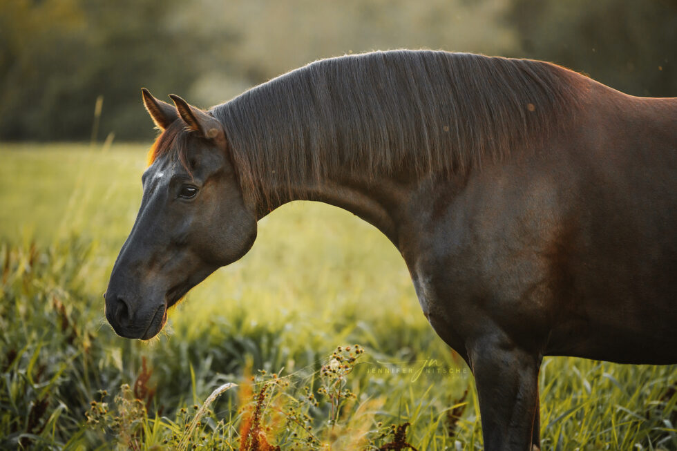 Portrait von einem Rappen auf der Wiese