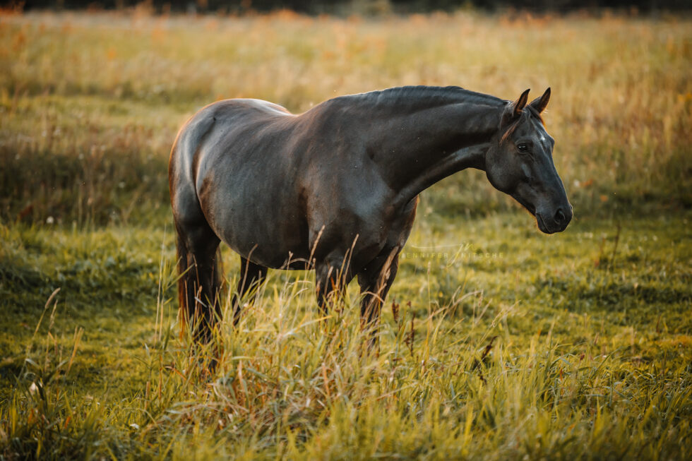 Standfoto von einem Rappen