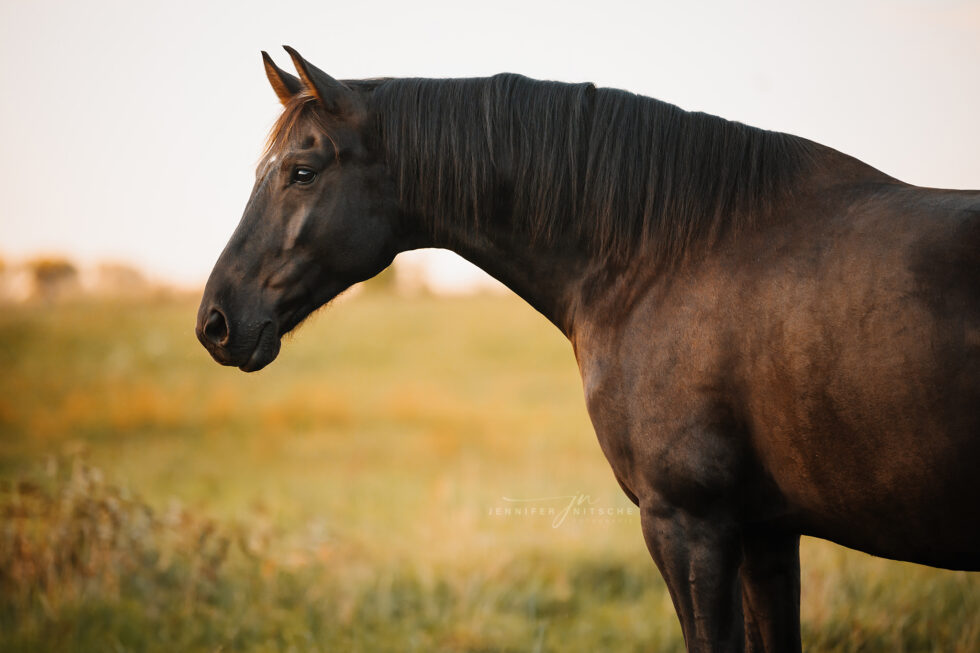 Portrait von einem Rappen