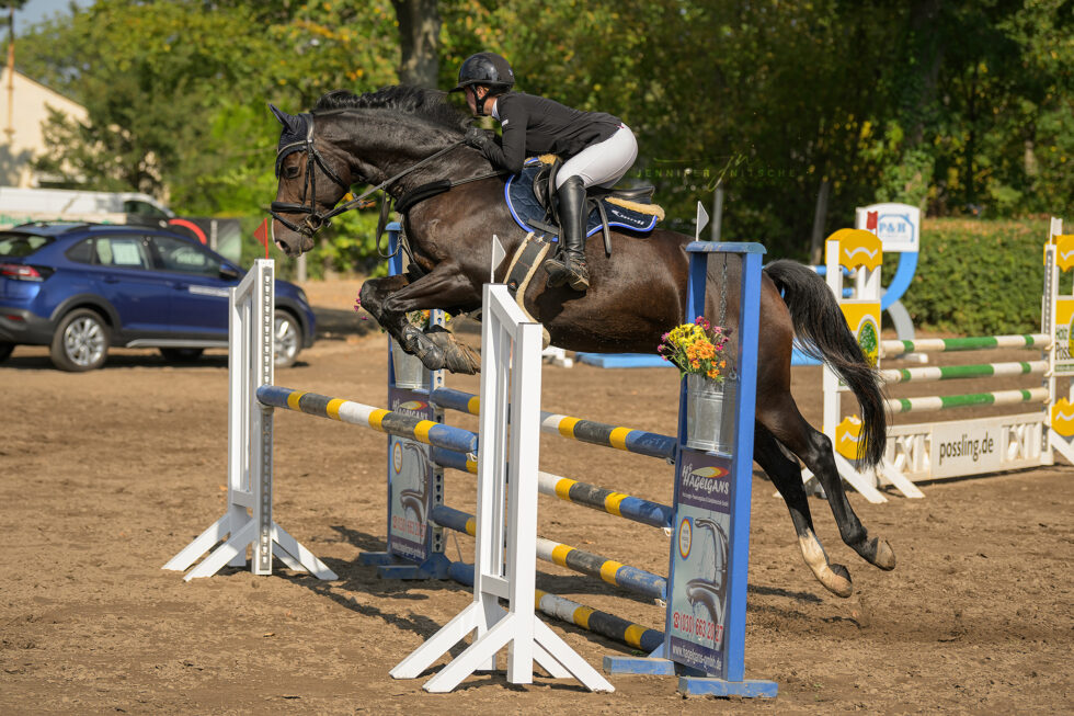 Reitturnier Rudow September 2023 - Brauner mit Reiterin über einem blau, gelben Oxer