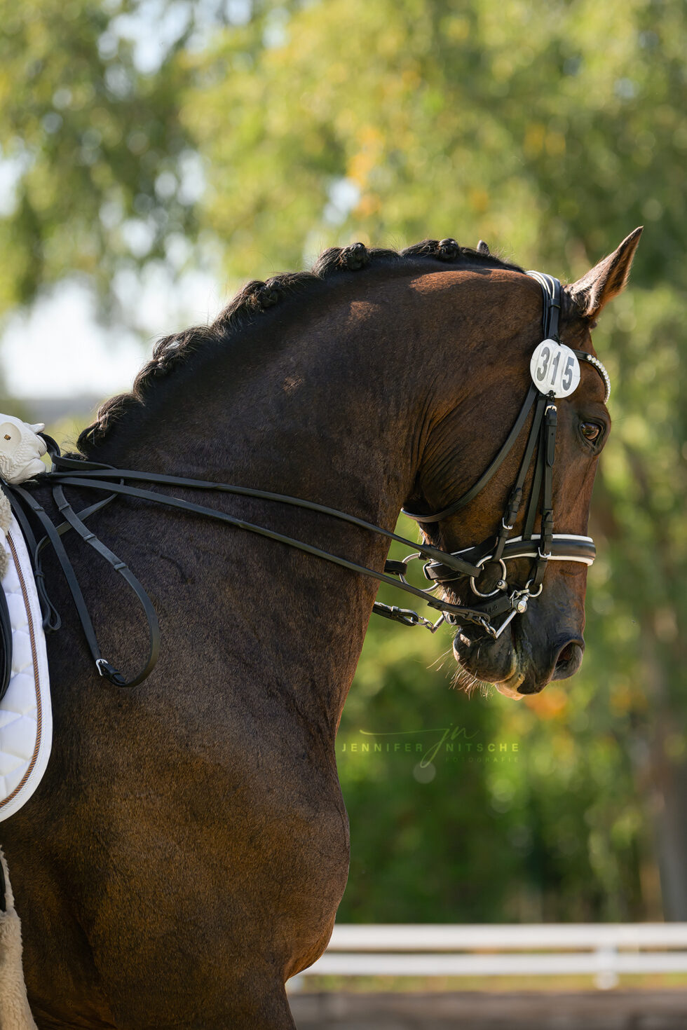 Reitturnier Rudow September 2023 - Portrait von einem Braunen mit Kandare