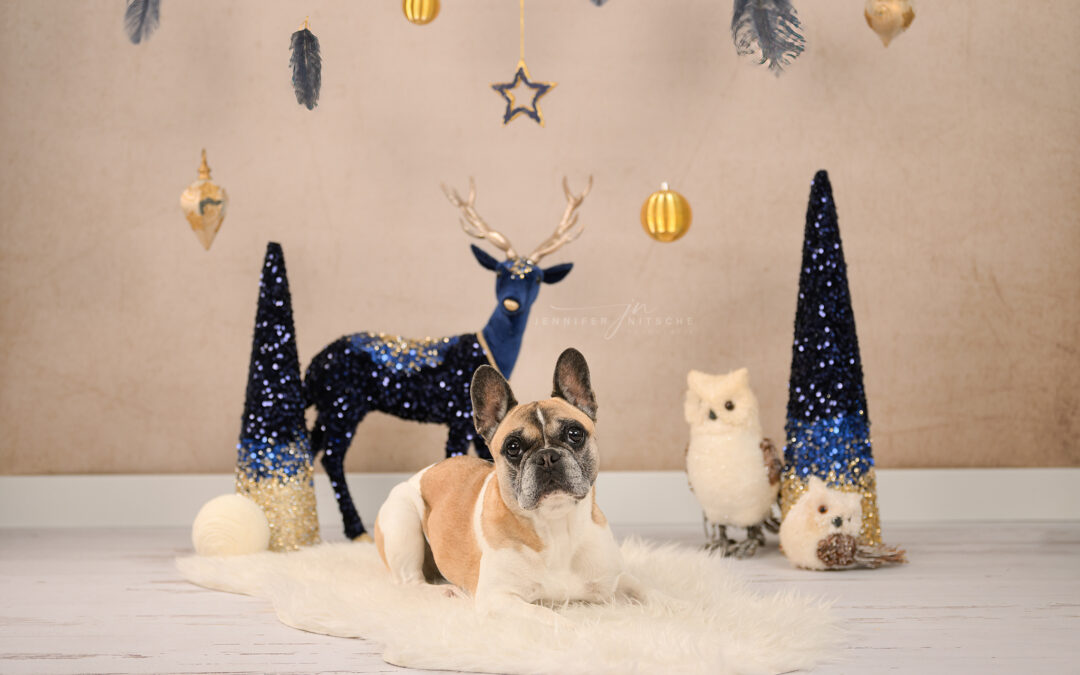 Weihnachtsset im Studio mit Französischer Bulldogge