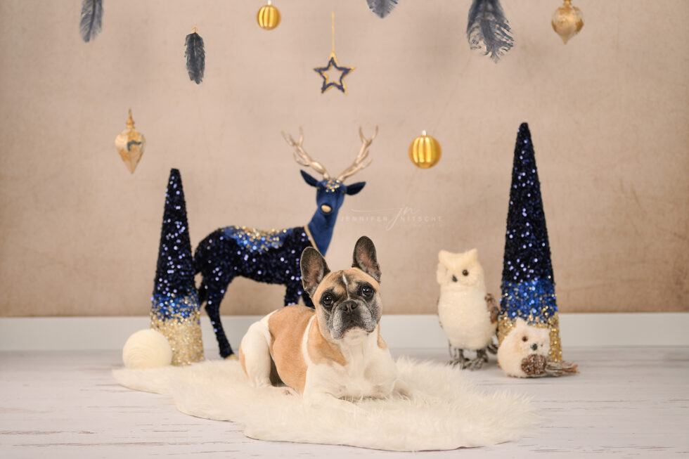 Weihnachtsset im Studio mit Französischer Bulldogge