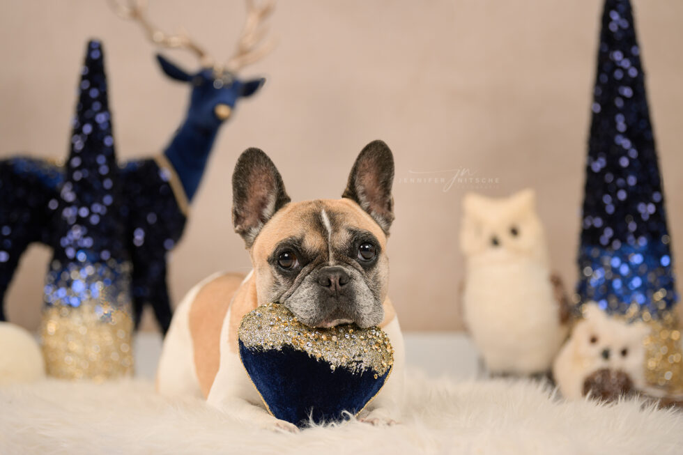 Weihnachtsset im Studio mit Französischer Bulldogge