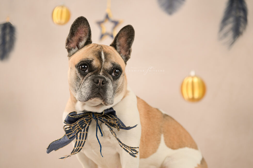 Weihnachtsset im Studio mit Französischer Bulldogge