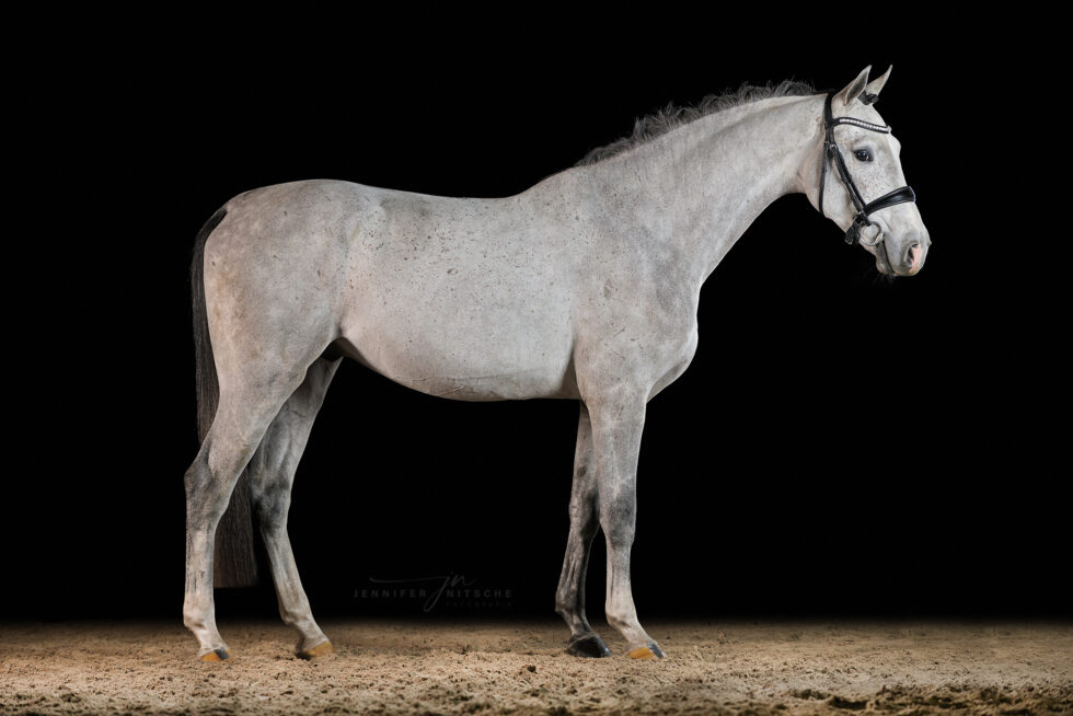 Studiofotografie mit Pferd