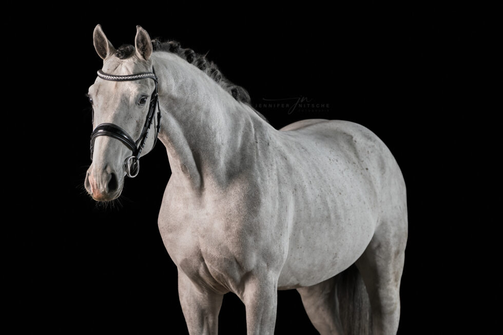 Studiofotografie mit Pferd