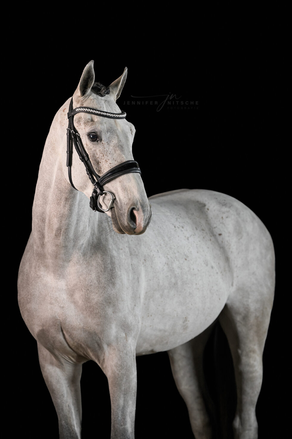 Studiofotografie mit Pferd