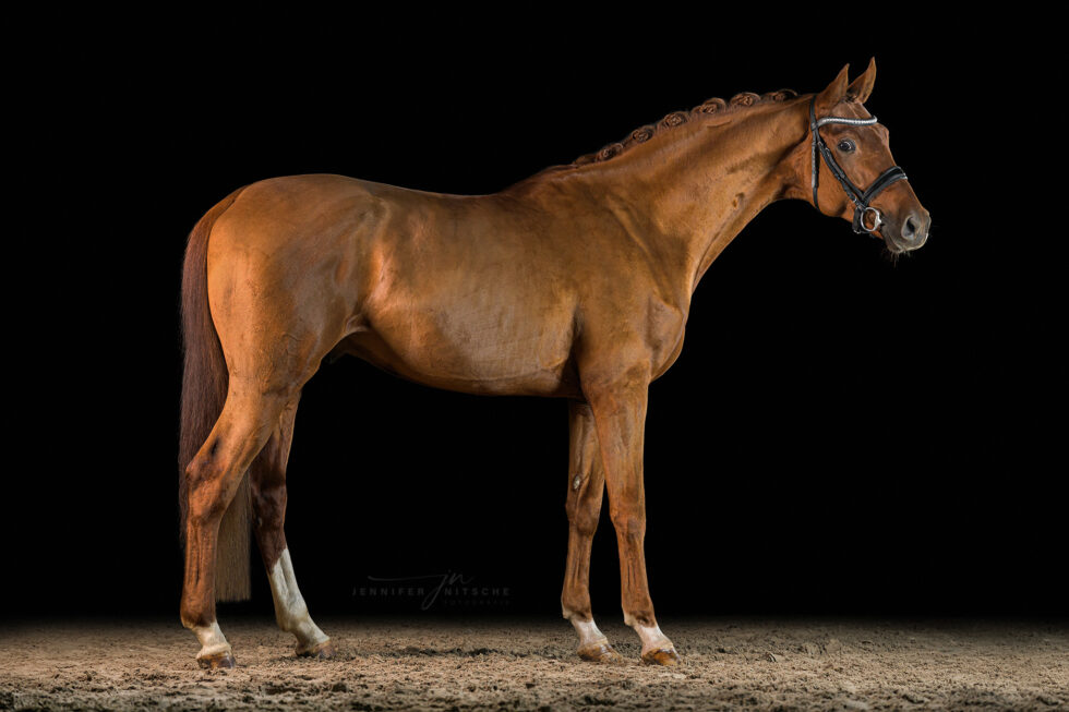 Studiofotografie mit Pferd