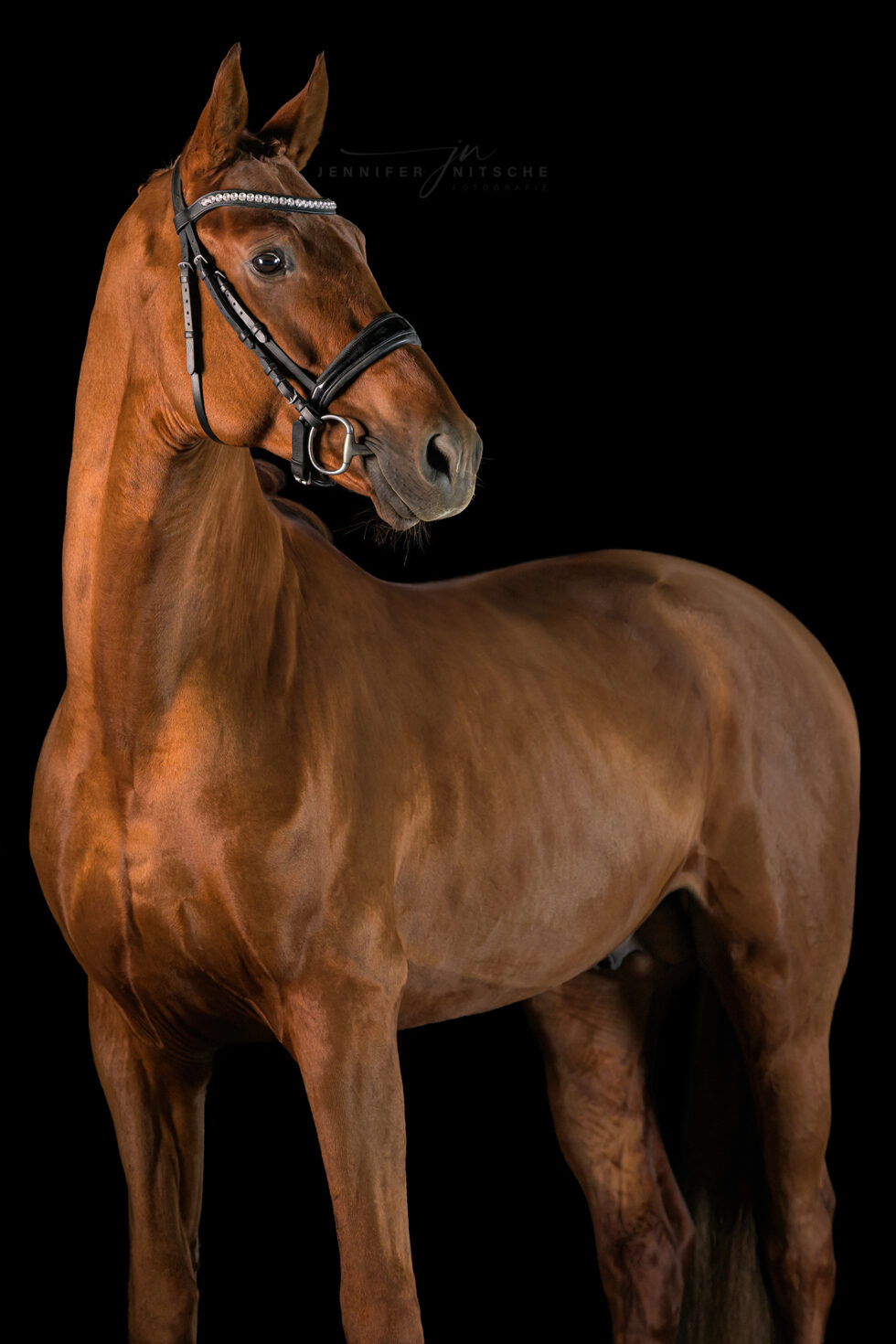 Studiofotografie mit Pferd