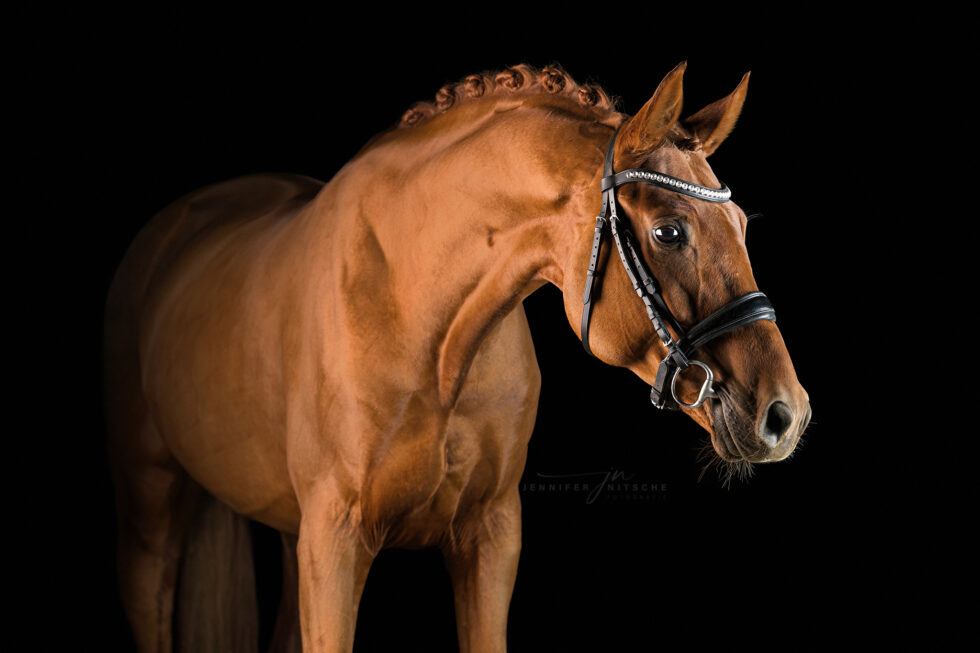 Studiofotografie mit Pferd