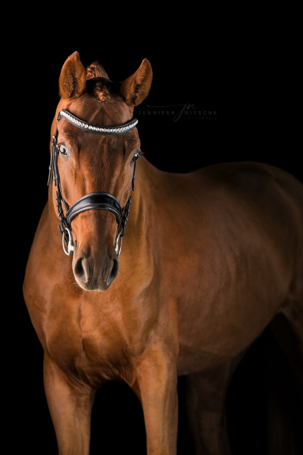 Studiofotografie mit Pferd