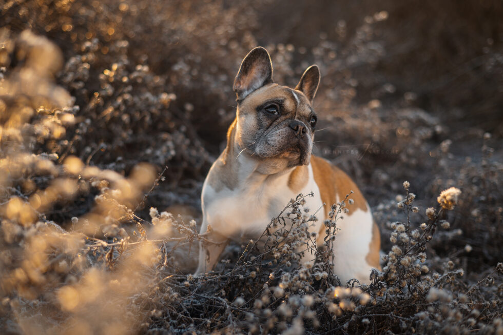 Hundefotografie, Berlin