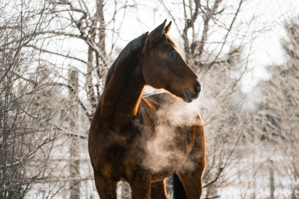 Pferdefotografie, Berlin