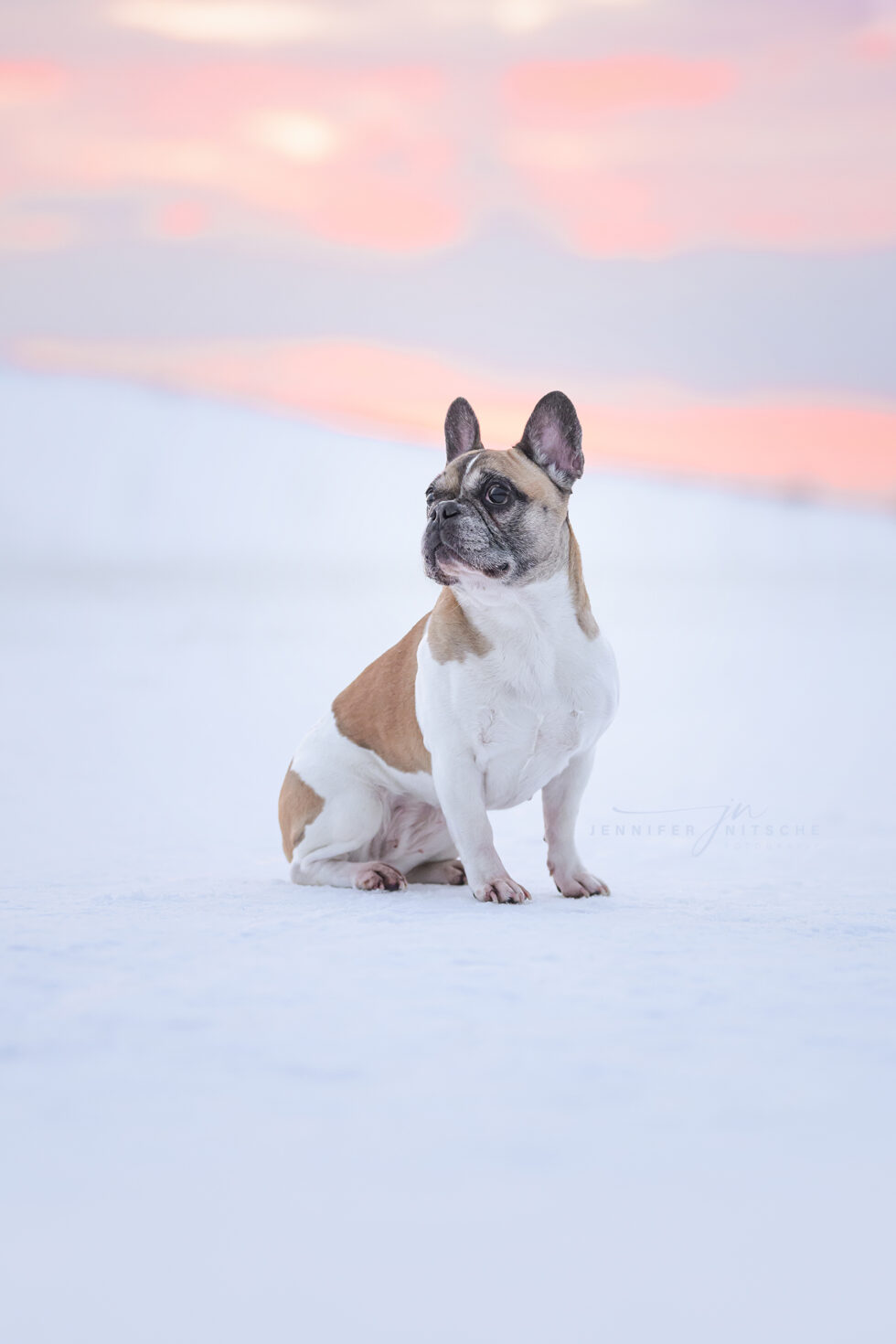 Hundefotografie, Brandenburg