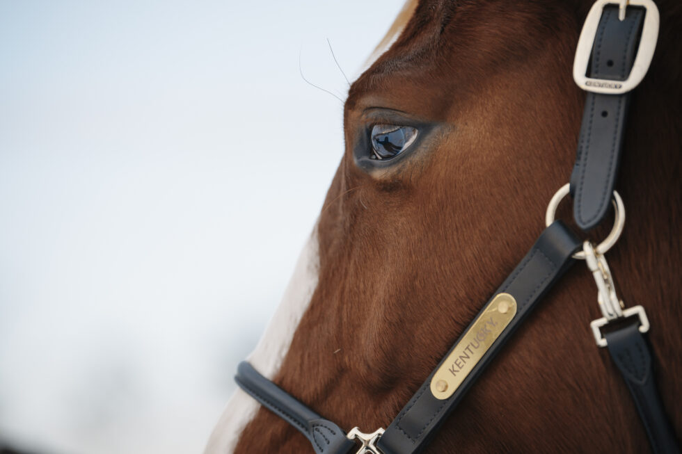 Pferdefotografie, Brandenburg