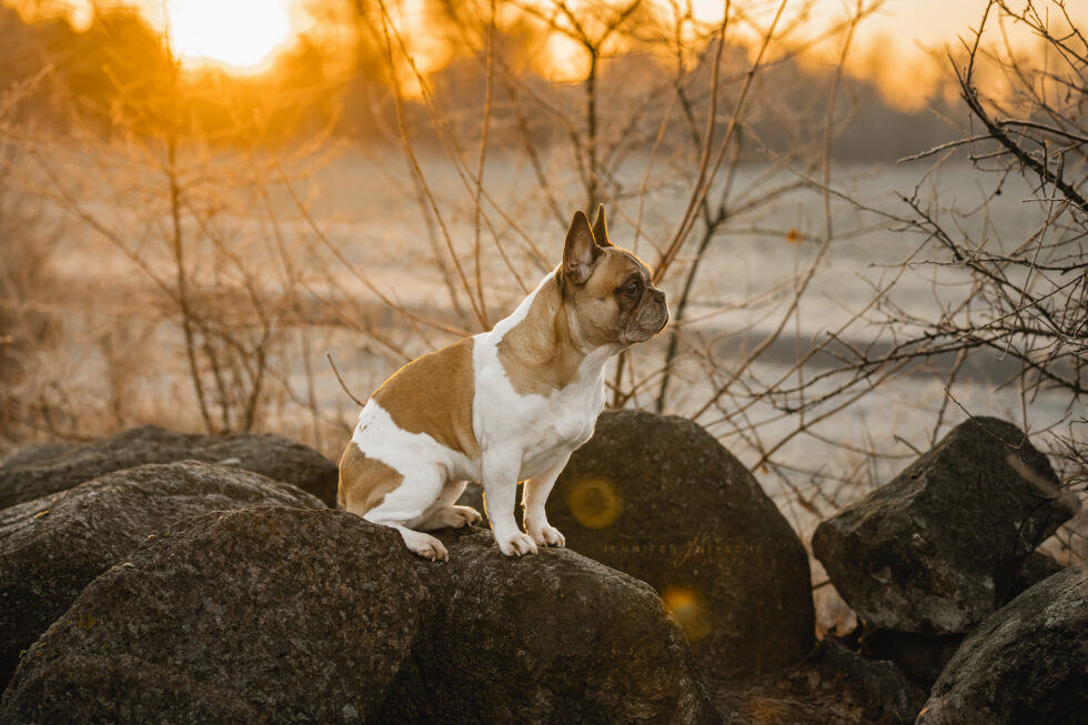 Hundefotografie, Brandenburg