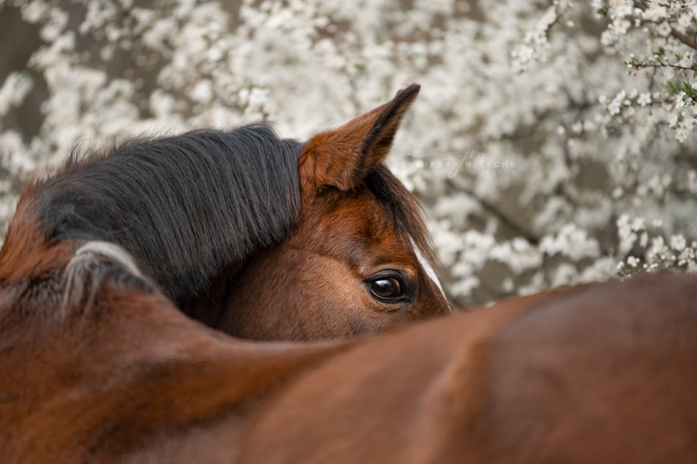 Pferdefotografie, Brandenburg