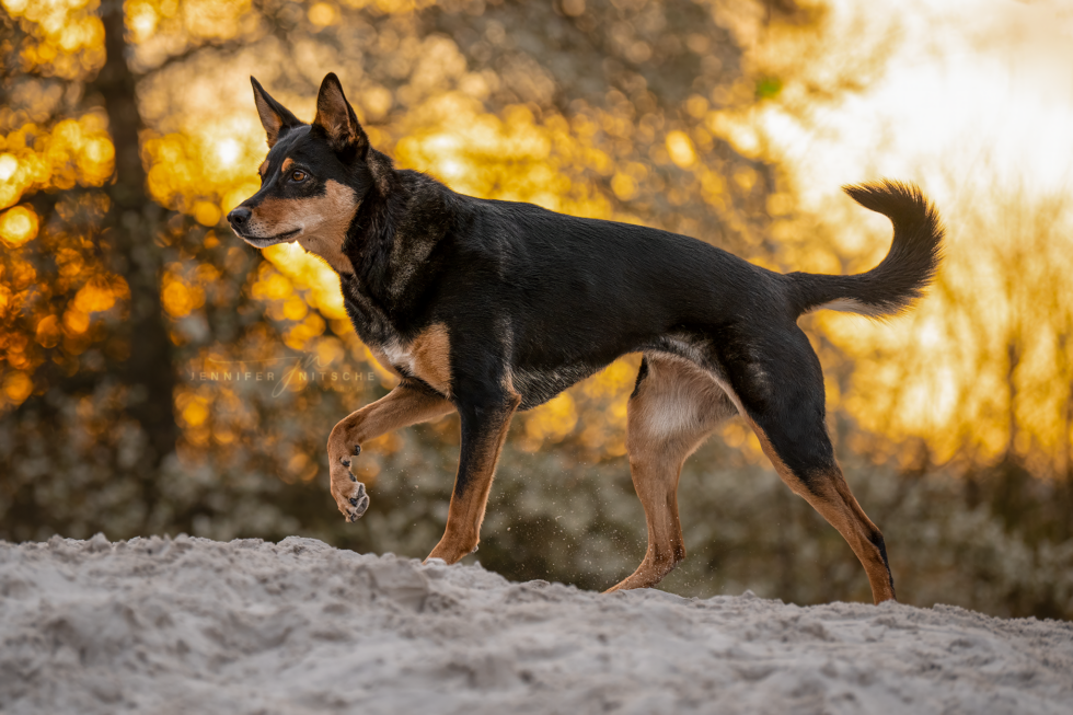 Hundefotografie, Brandenburg