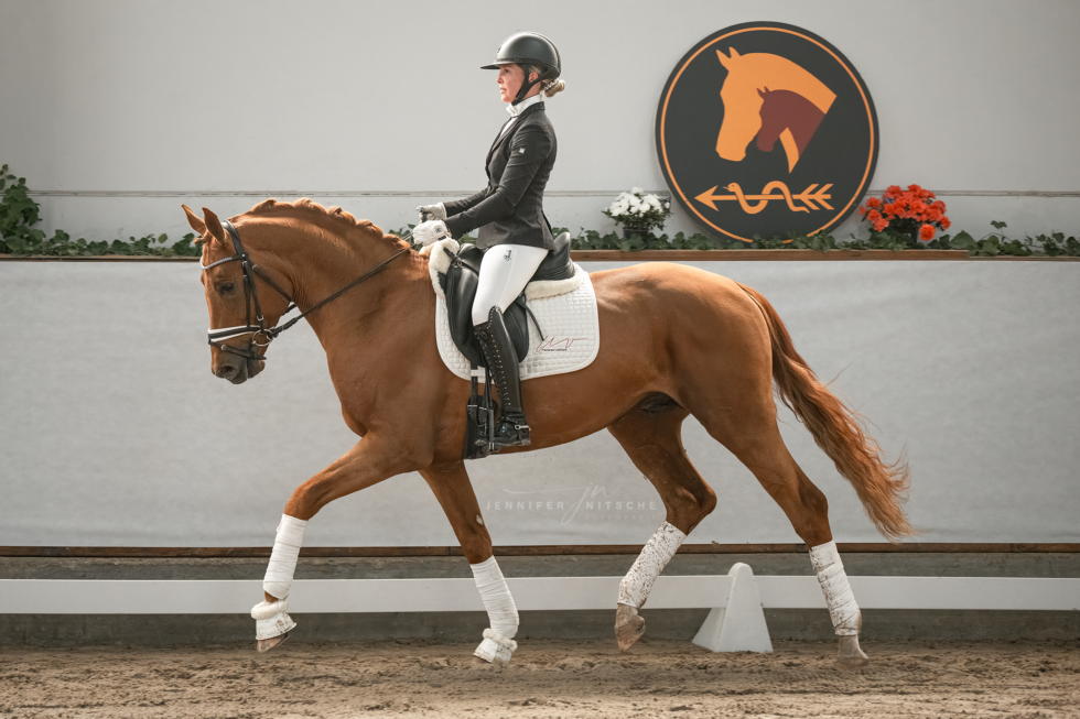 Pferde aus Ladeburg, Reitsportfotografie