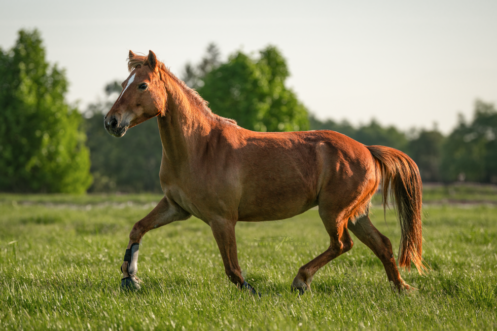 Pferdefotografie, Berlin Rudow