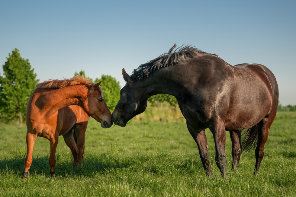 Pferdefotografie, Berlin Rudow