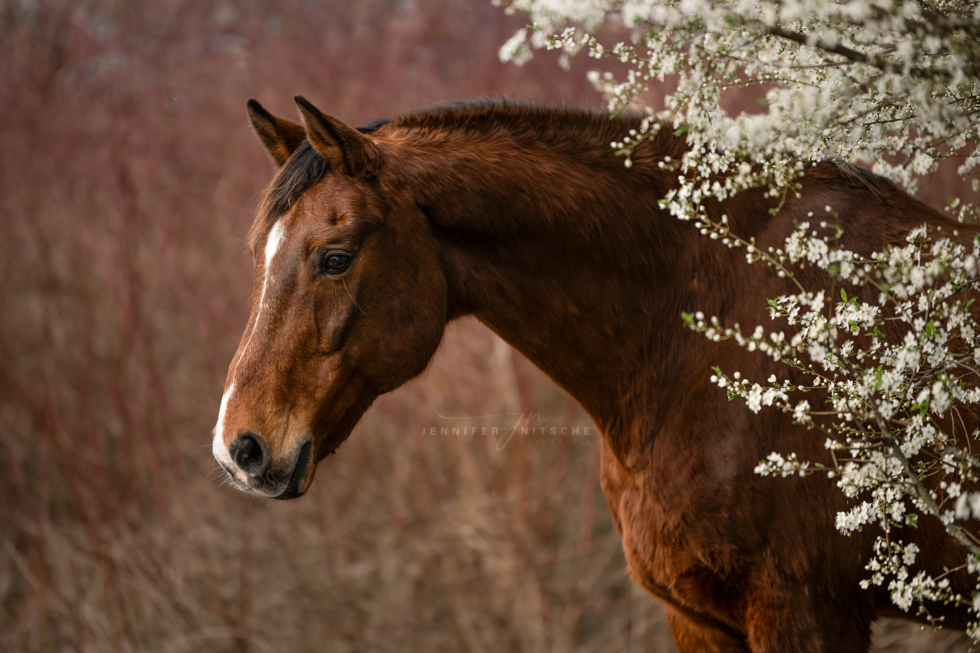 Pferdefotografie, Brandenburg