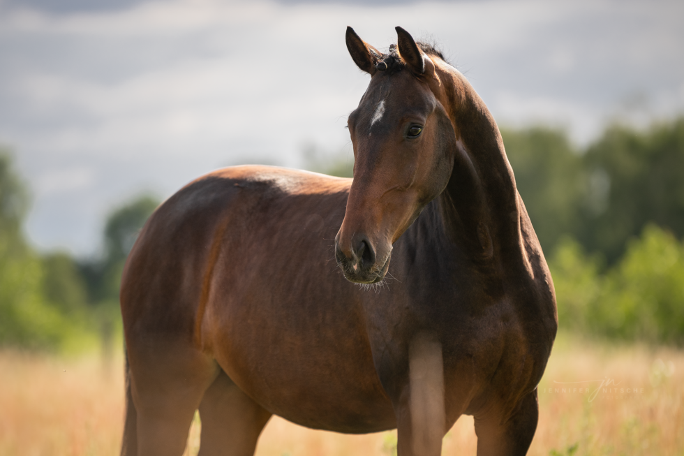 Pferdefotoshooting, Brandenburg