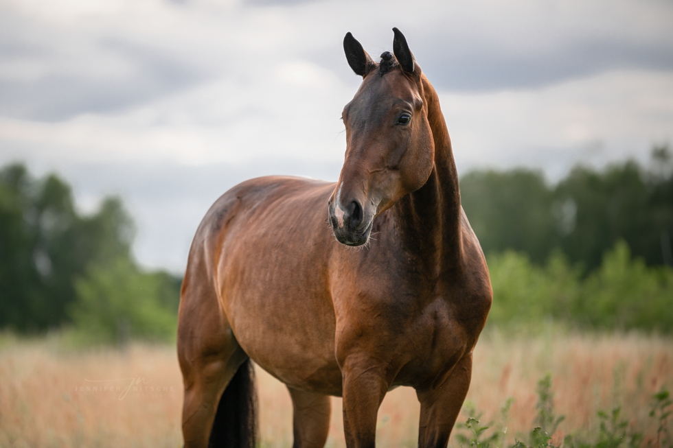 Pferdefotoshooting, Brandenburg