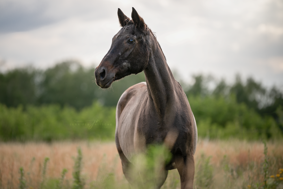 Pferdefotoshooting, Brandenburg
