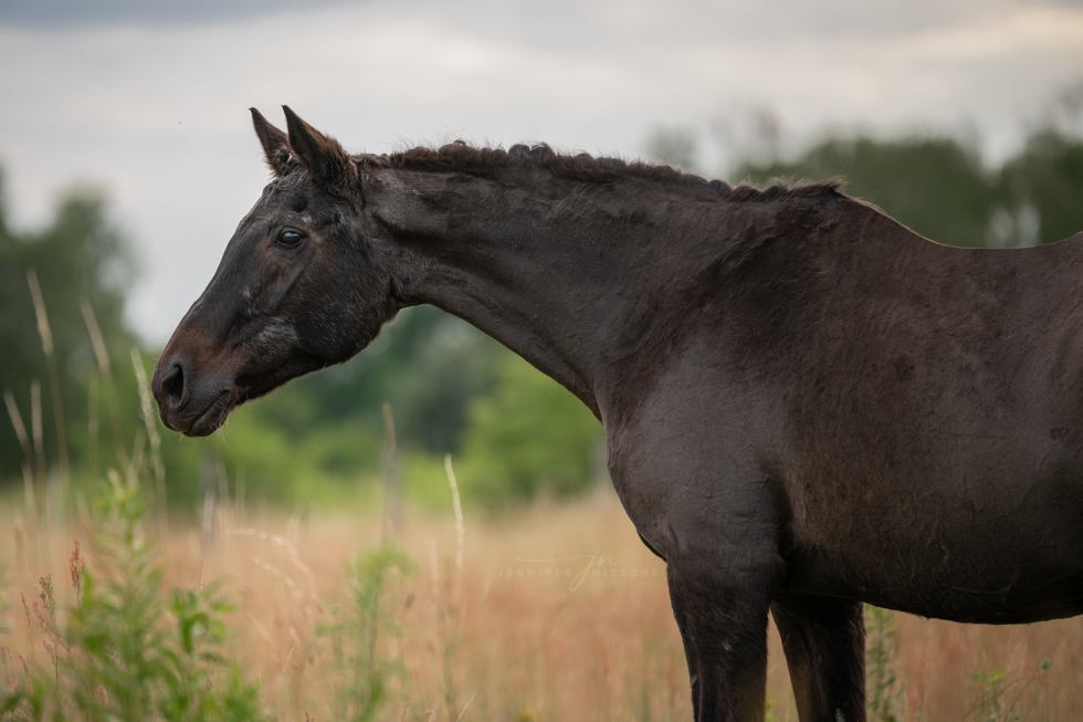 Pferdefotoshooting, Brandenburg