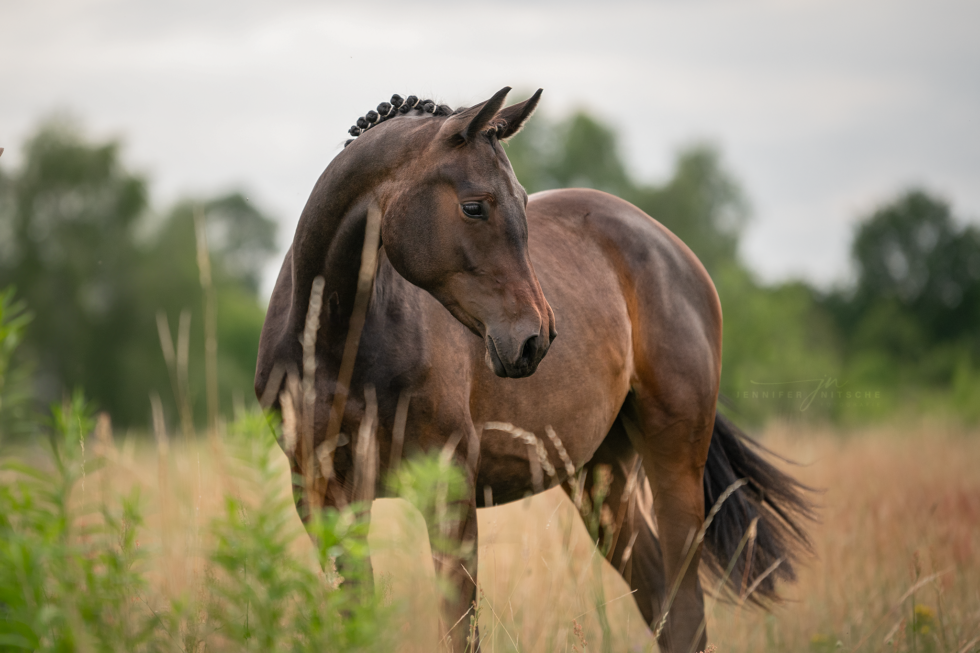 Pferdefotoshooting, Brandenburg