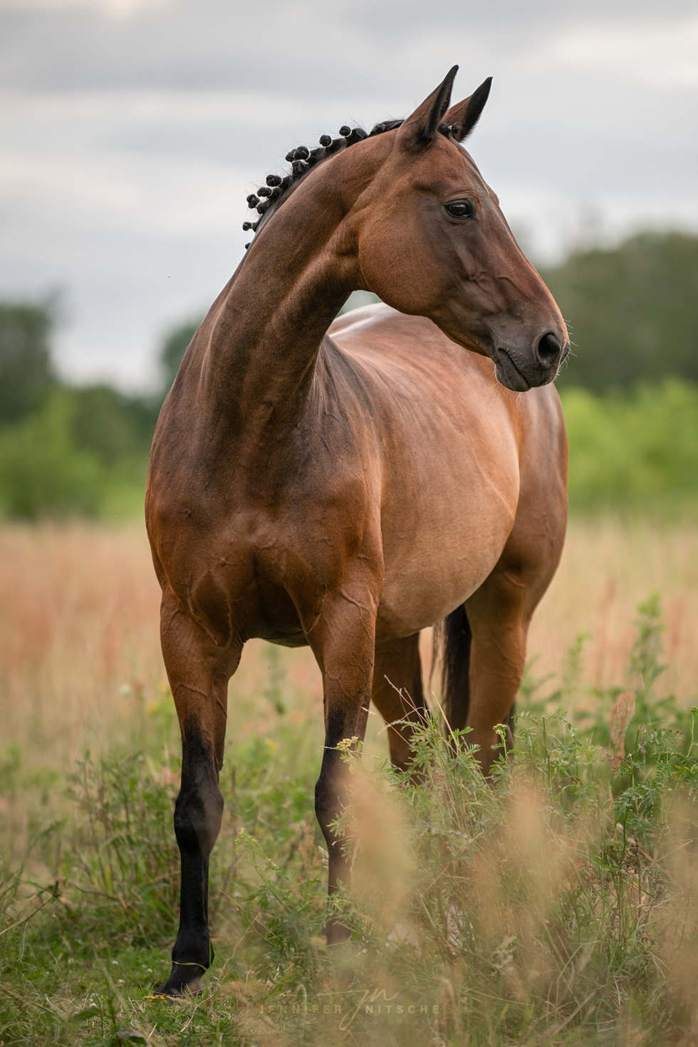 Pferdefotoshooting, Brandenburg