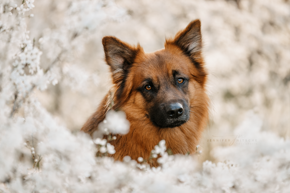 Hundefotografie, Berlin