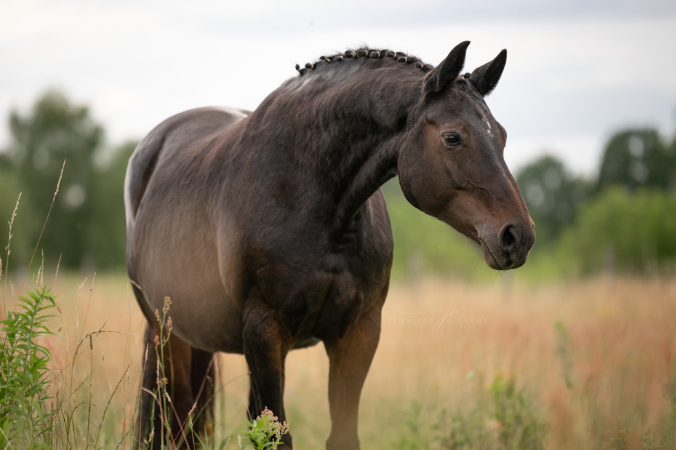 Pferdefotoshooting, Brandenburg