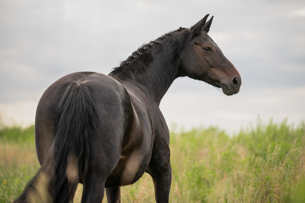 Pferdefotoshooting, Brandenburg