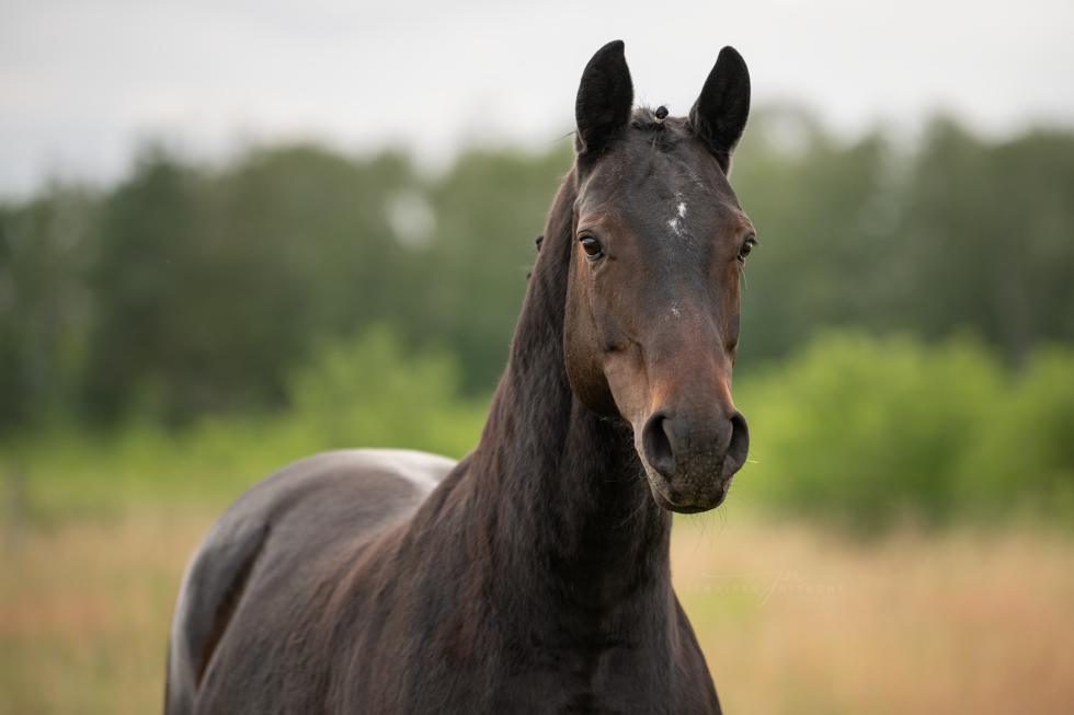 Pferdefotoshooting, Brandenburg