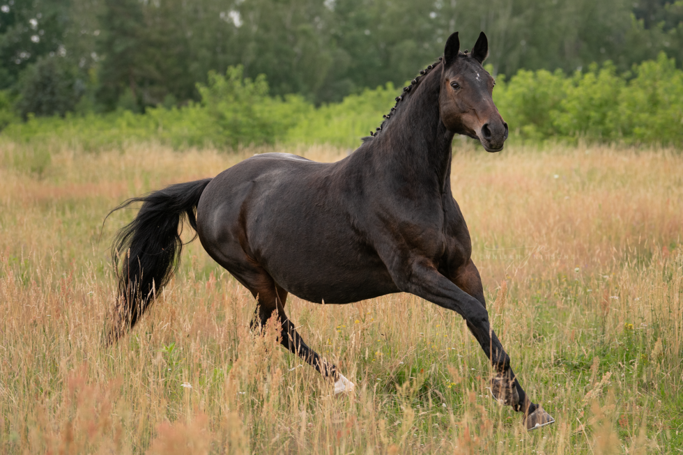 Pferdefotoshooting, Brandenburg