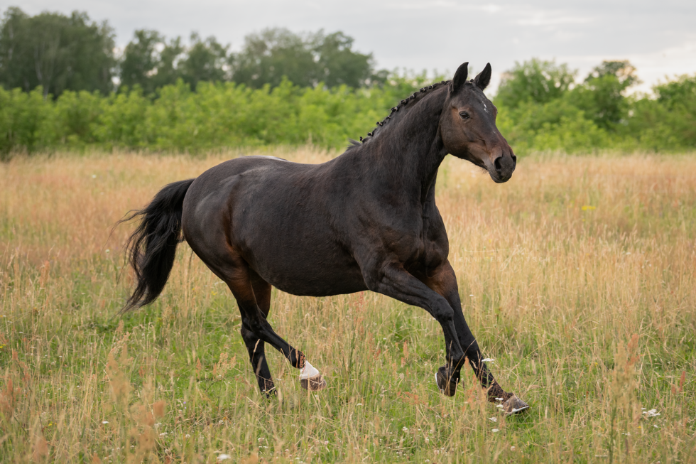 Pferdefotoshooting, Brandenburg